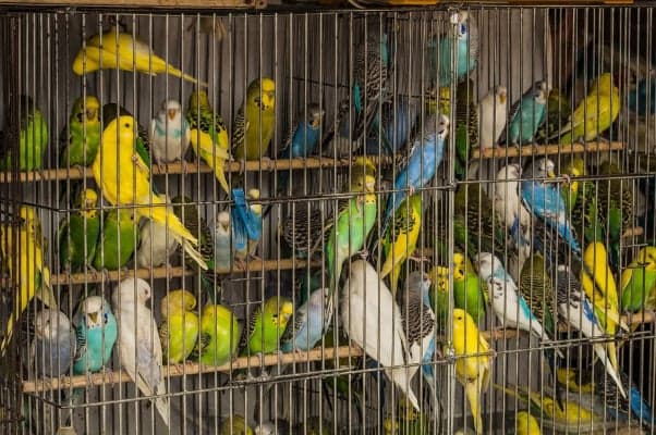 PETA probe finds injured parakeets denied care at Oklahoma bird factory