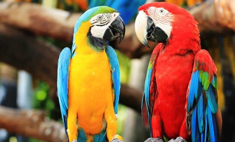 Complete Parrot Care Guide to Keep Your Bird Happy and Healthy
