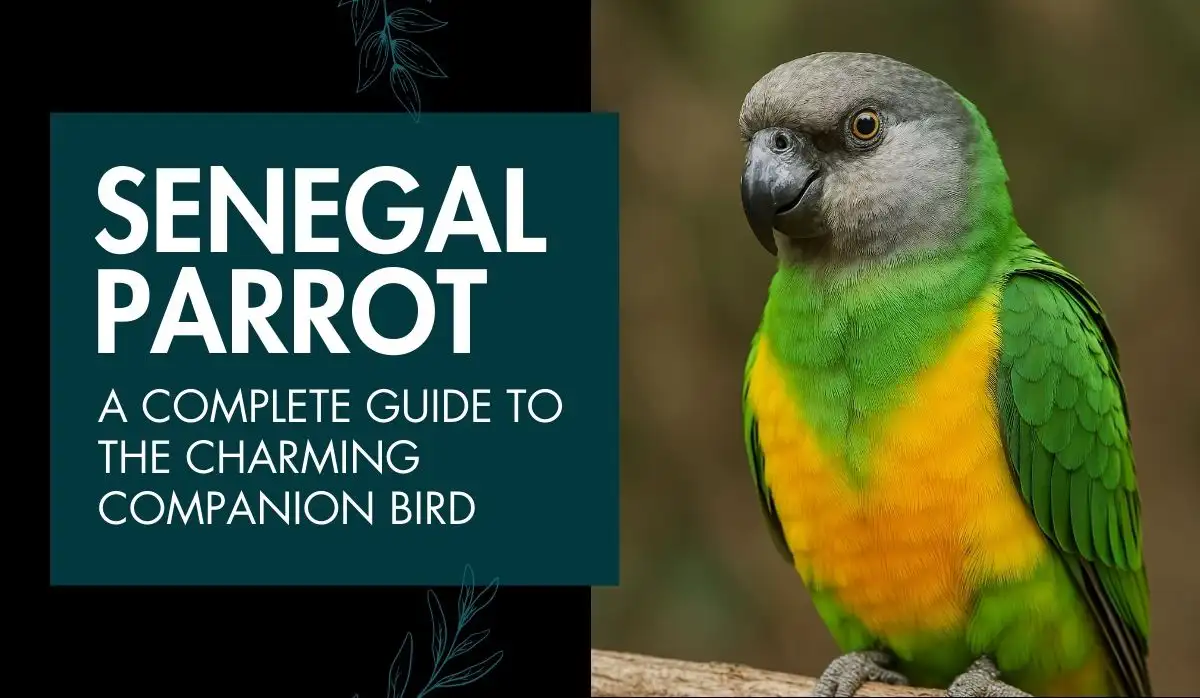 Senegal Parrot Home Care Guide: Cage, Diet, Enrichment, Health Signs