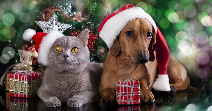 Holiday Tradition Offers Reminder, Treats and Care For Local Pets