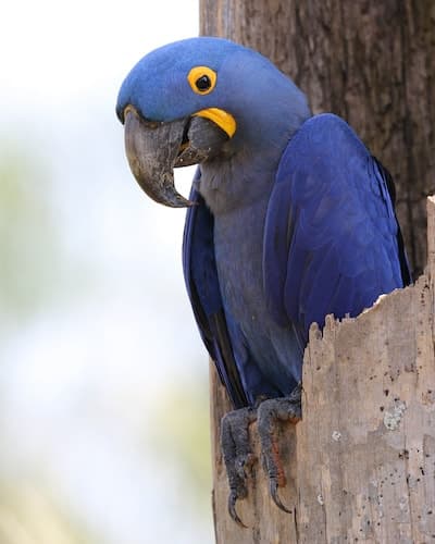 Phoenix Landing Zoom event explains how experts judge parrot species risk
