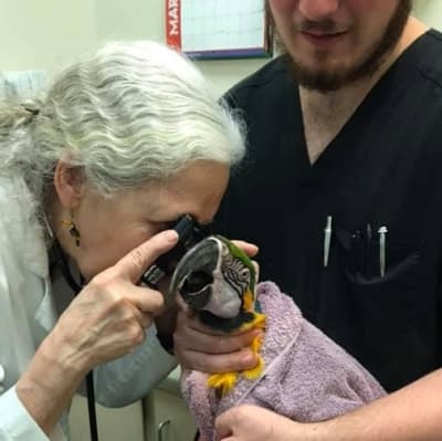 Phoenix Landing guides parrot owners on care, nutrition, and safety