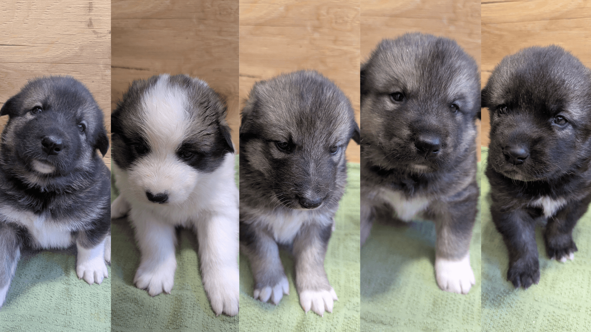 Denali National Park introduces new sled dog puppies on Puppy Cam