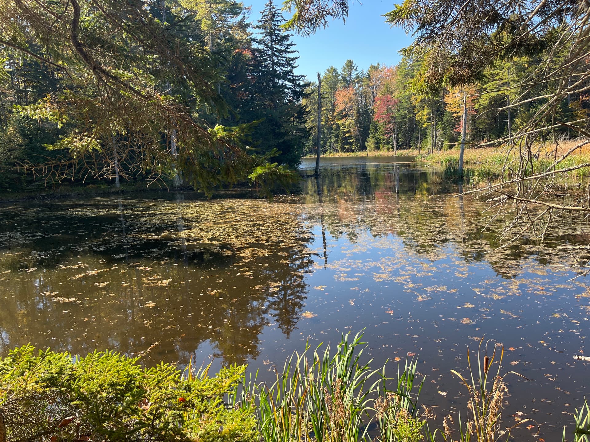 Brunswick preserves 240-acre Maquoit Woods, protecting open space near downtown