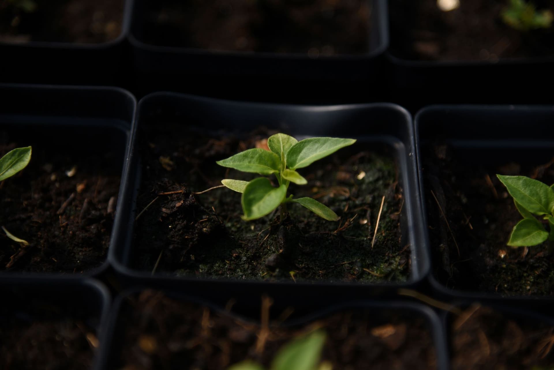 Brunswick, Bowdoinham seedling sales help Midcoast gardeners plant for spring