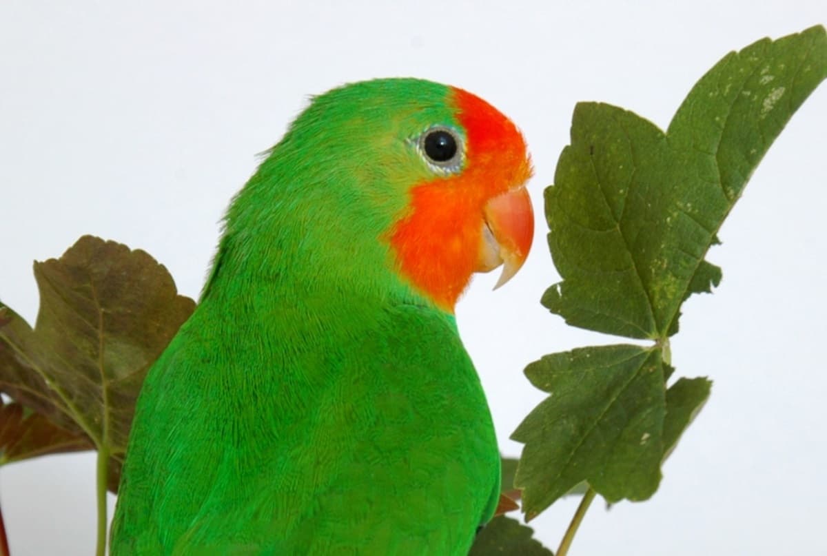Red-headed lovebird captivates with rarity, striking colors, and demanding care