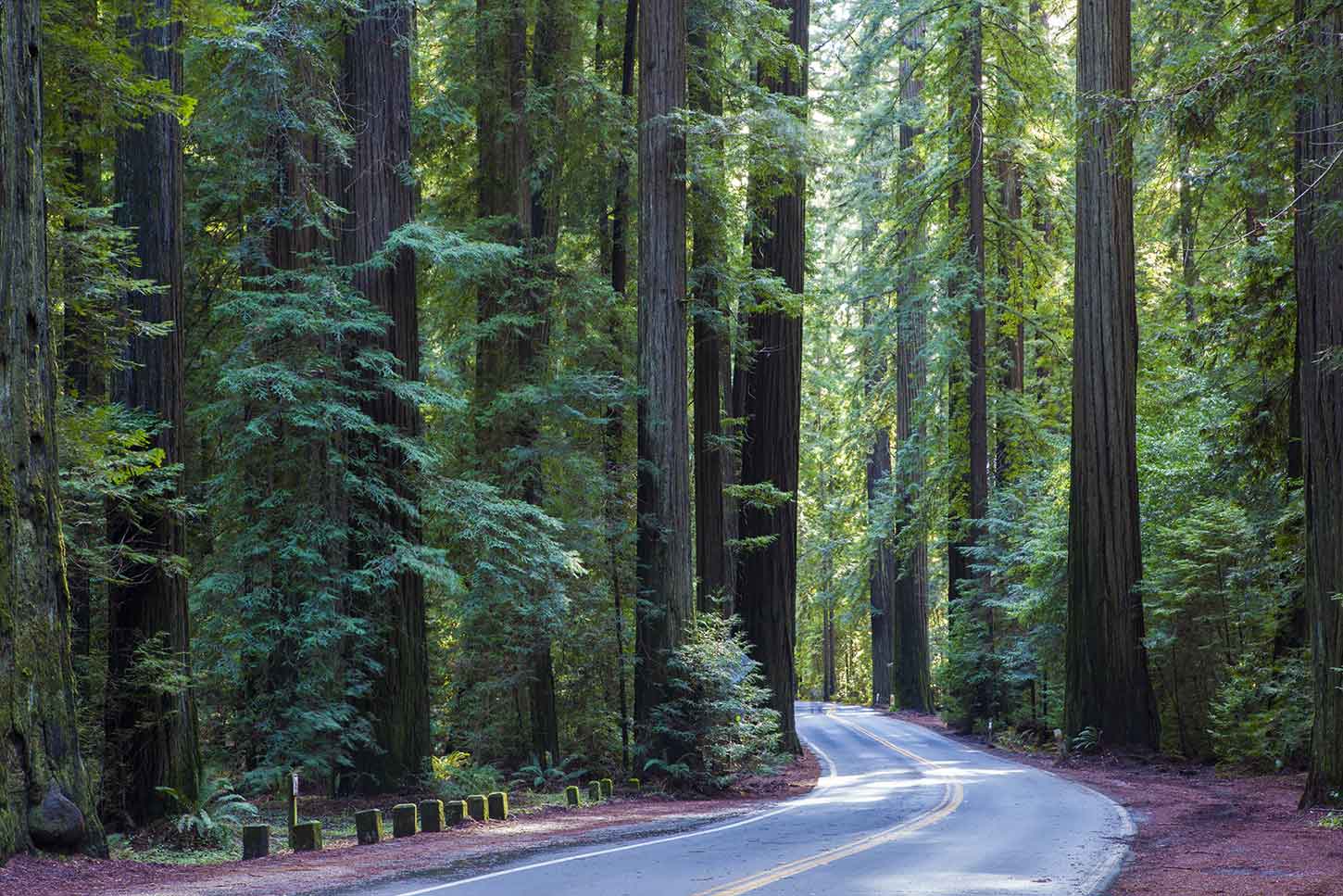 Avenue of the Giants boosts Humboldt tourism, demands winter readiness