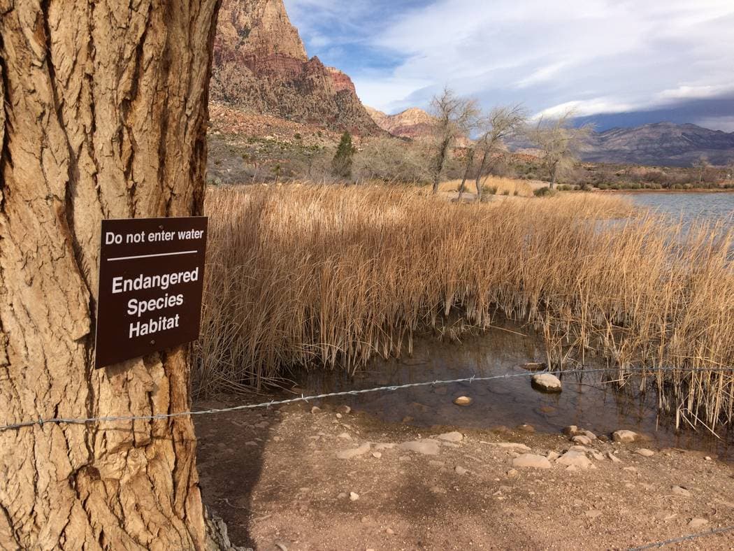 Spring Mountain Ranch Hosts First Day Hikes Highlighting Pahrump Poolfish