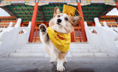 Humane Society Expands Low-Cost Veterinary Care, Seeks Support