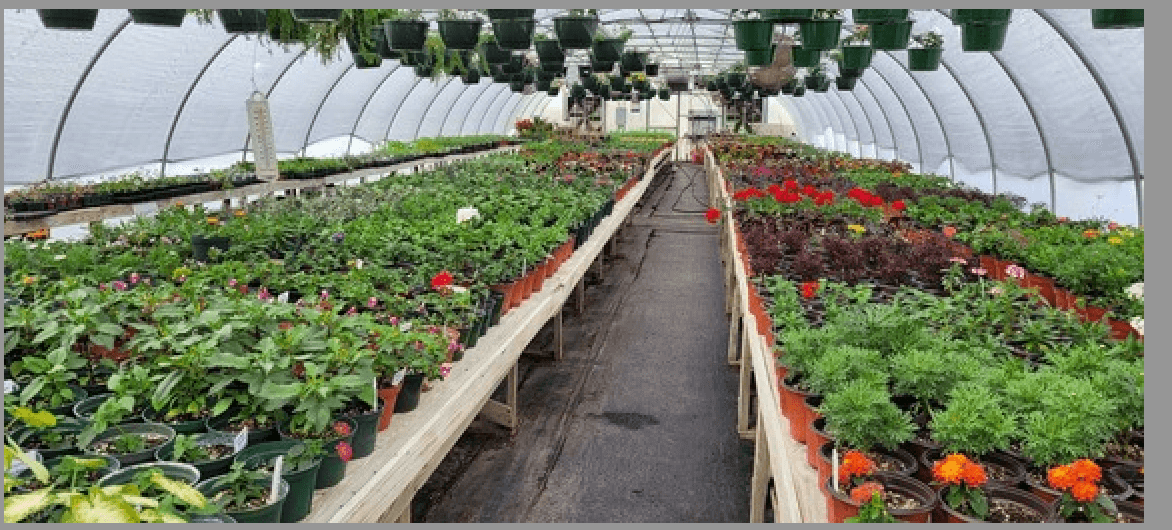 Guilford County Farm Plant Sale Opens April 1, Runs Through May