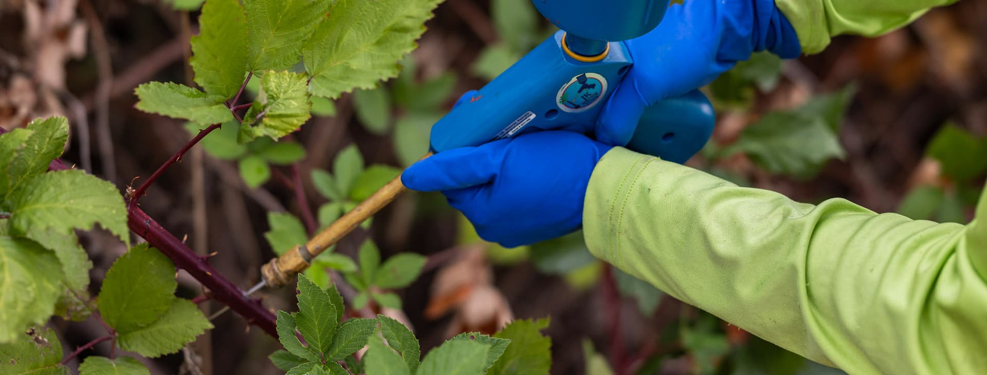 Union County Posts Ballot Title Notice for Five-Year Invasive Noxious Weeds Levy