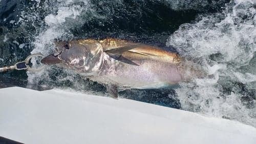 Ireland's IFI seeks charter skippers for 2026 Tuna CHART Atlantic bluefin tagging