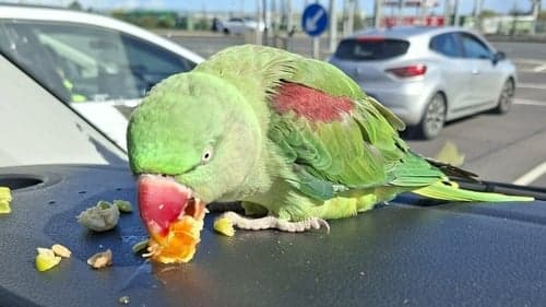 Dublin Airport Police Find Stray Parrot, Launch Appeal to Locate Owner