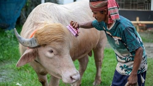 Rare albino buffalo draws crowds in Bangladesh ahead of Eid al-Adha