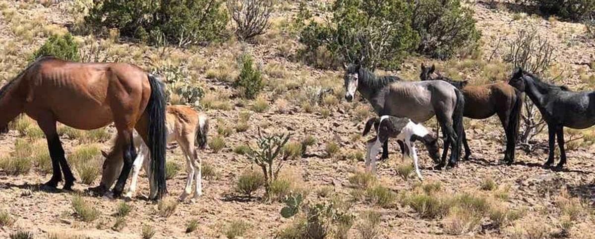 Sandoval County Publishes Rules and Permits for Placitas Free Roaming Horses