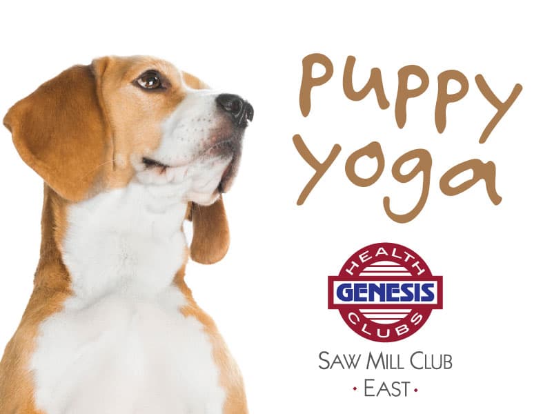 Saw Mill Club hosts puppy yoga fundraiser for SPCA of Briarcliff
