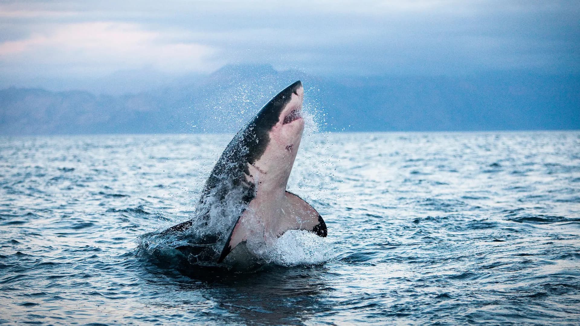 Warming Oceans Push Tuna Toward Cooler Waters, Higher Latitudes