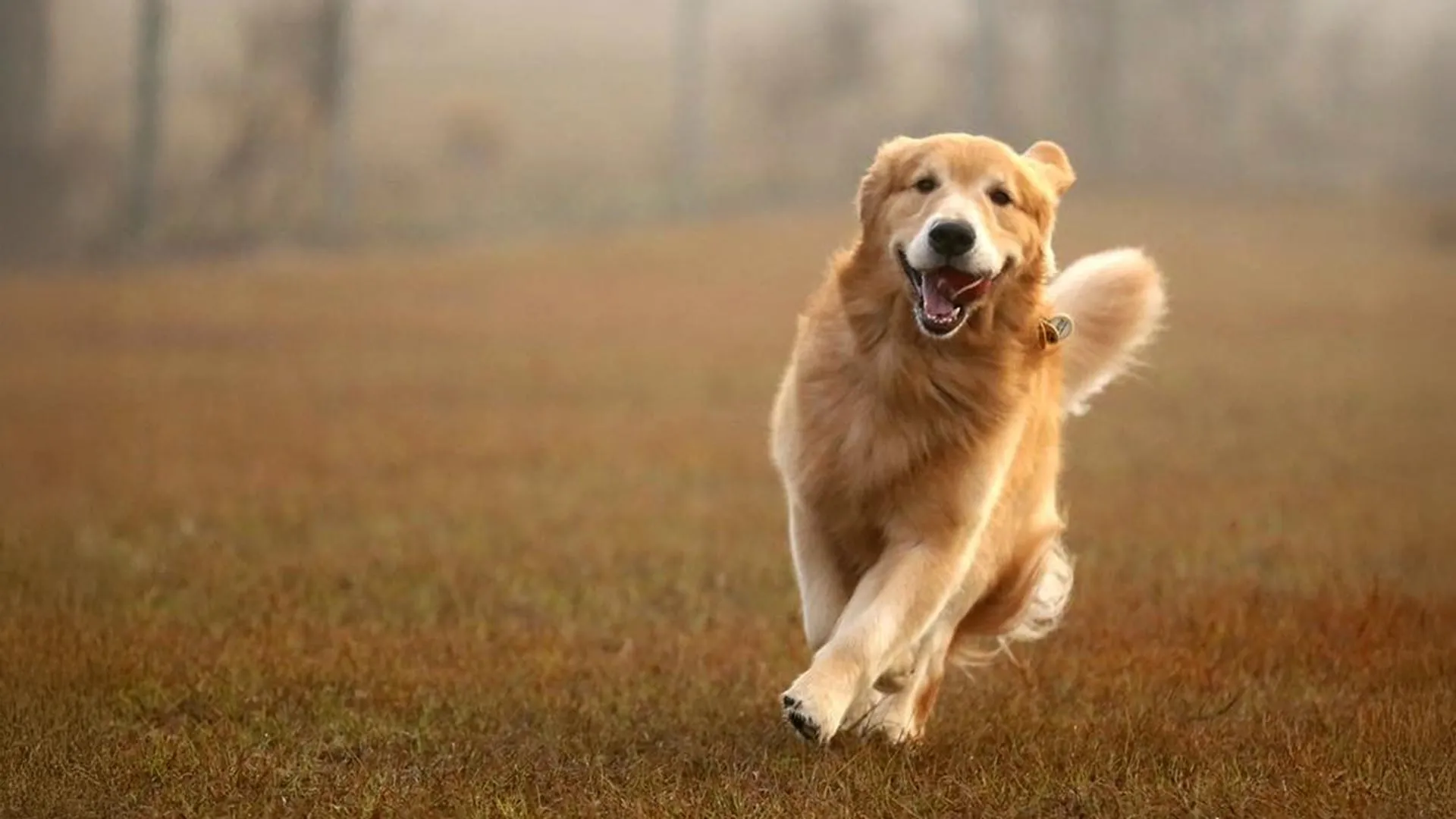 Cambridge Study Finds Golden Retrievers Share Genetic Roots for Behavior With Humans
