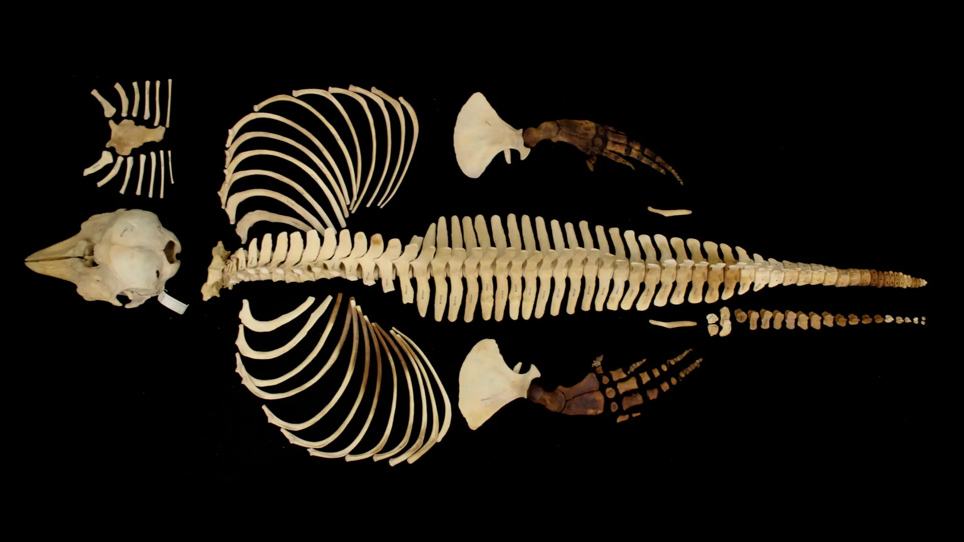 Scientists create 3D digital archive of endangered vaquita skeleton