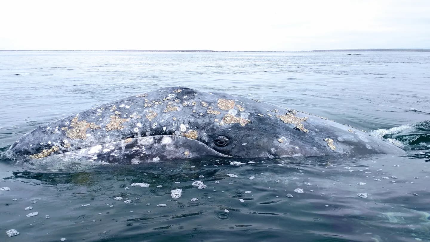 Gray whales flock to San Francisco Bay, where ship strikes kill many