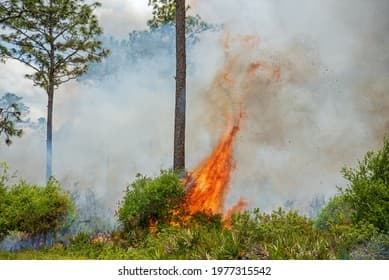 Lake County Prescribed Burn Sends Smoke, Ash Into Seminole County Skies