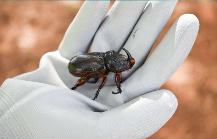 State begins interim rule-making to curb coconut rhinoceros beetle on Big Island