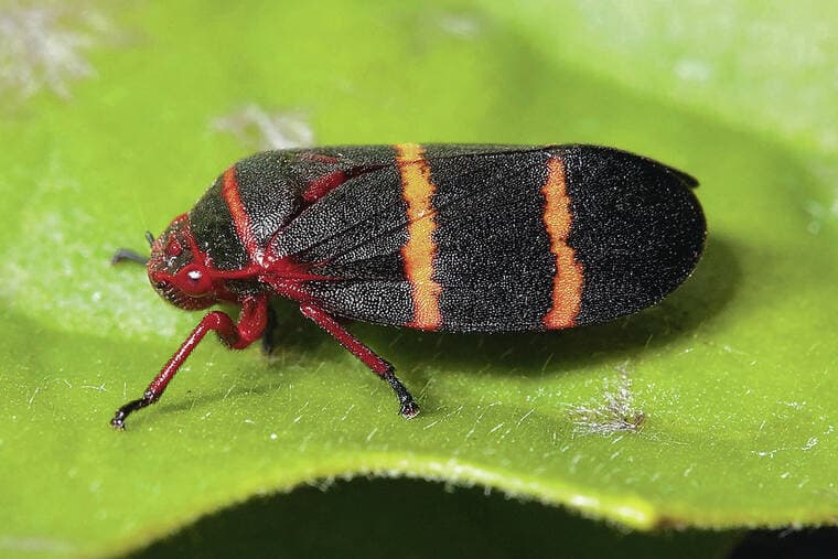 Police Identify Two Women Killed in Nov. 29 Hilo Building Fire