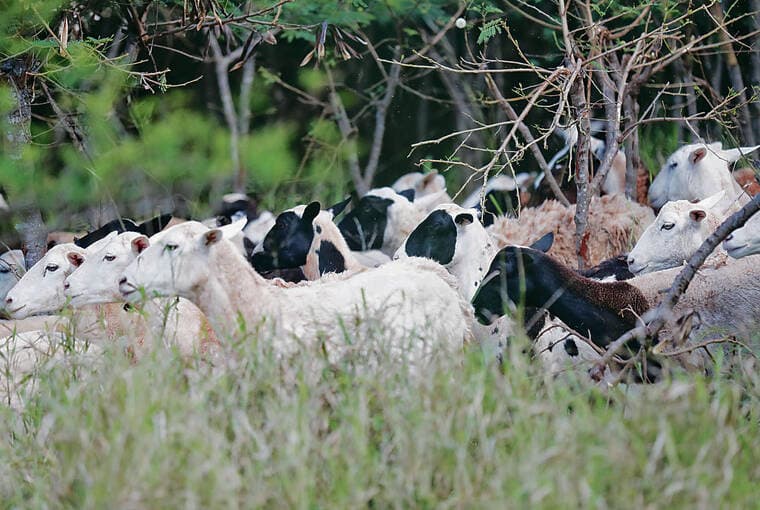 Kona pushes to remove feral goats as Honolulu uses grazing for wildfire control