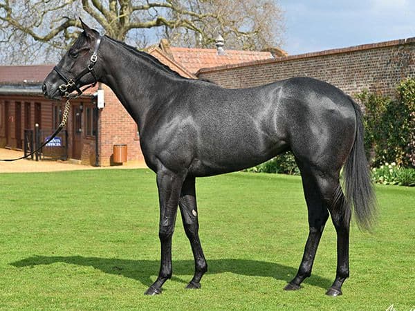 Tattersalls publishes 182-strong Craven Breeze-Up catalogue for April