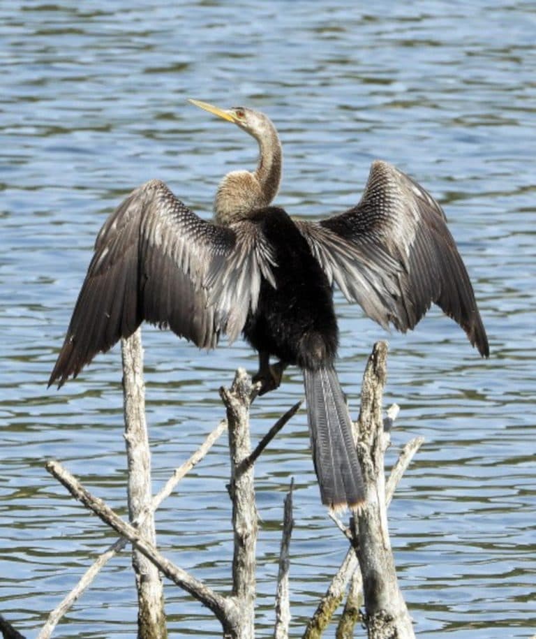 Trinidad birding hobbyist captures rare snakebird, possibly state record