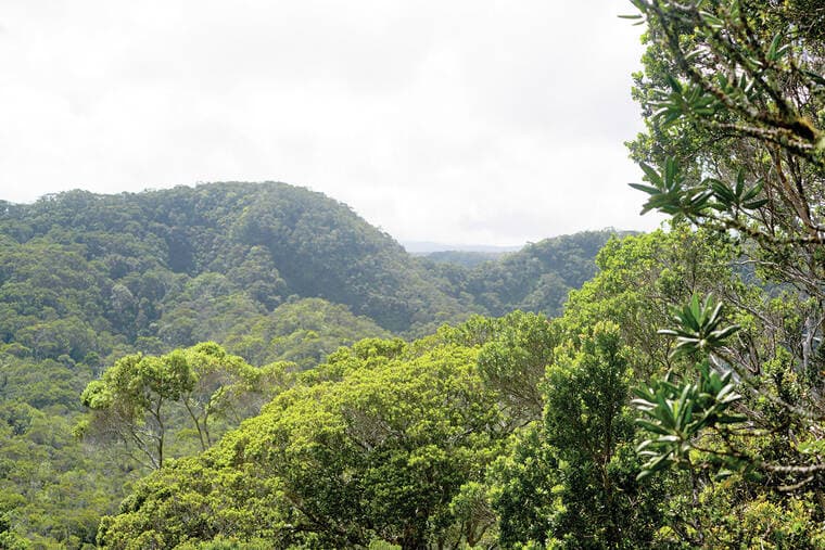 Kaua‘i Residents Asked to Comment on Expanding Alaka‘i Wilderness Protections