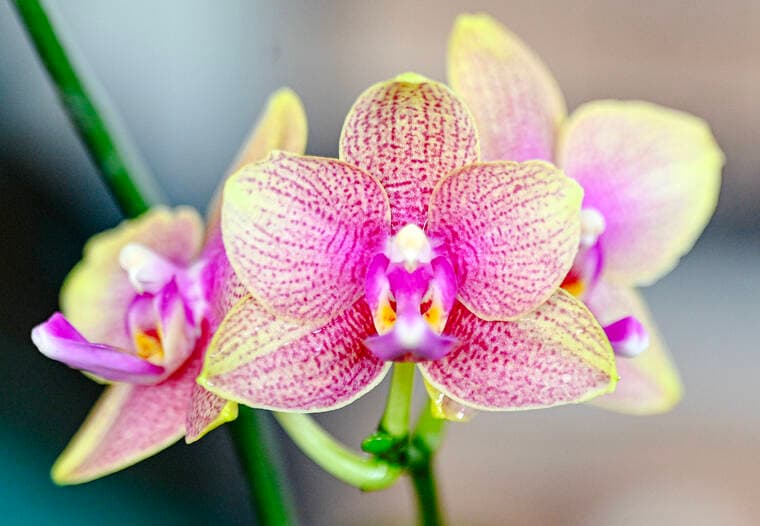 Kauai’s only orchid show returns to Hanapepe for weekend sale