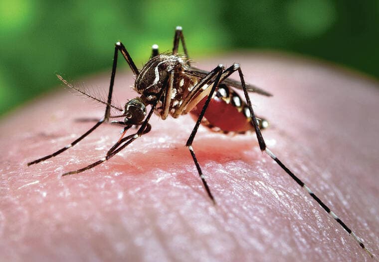 Travel-related dengue case confirmed on Kauai, state total rises to five