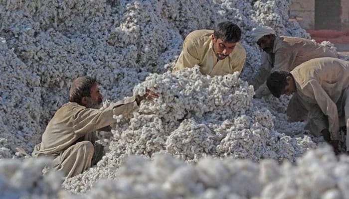 Pakistan cotton push turns to regenerative farming amid climate stress