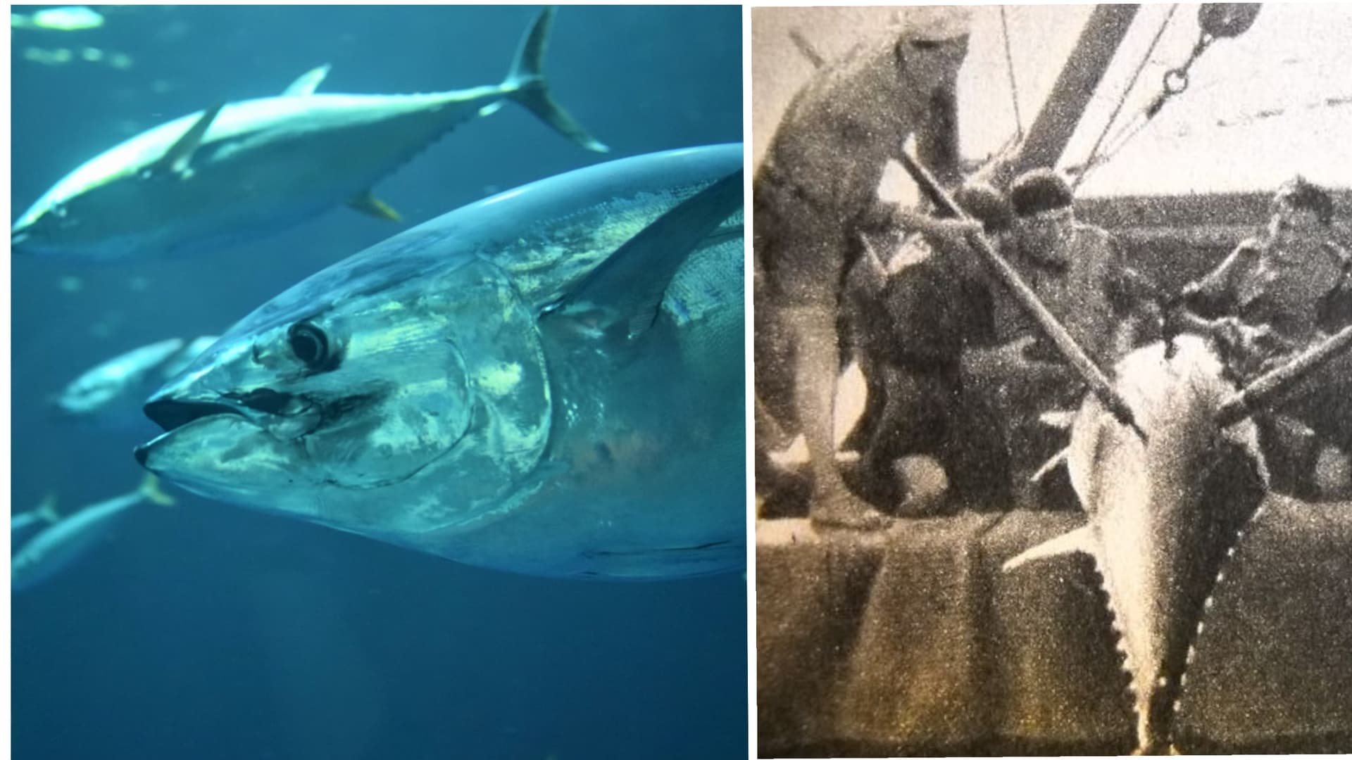 Atlantic Bluefin Tuna Shifting From Historic Cádiz Fishing and Spawning Grounds