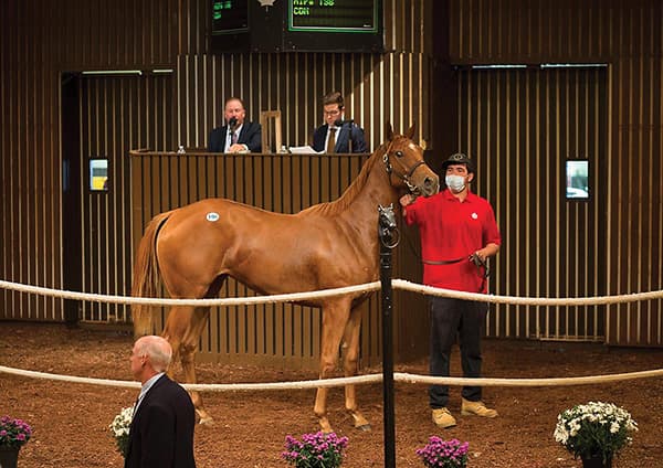 CTHS Announces Single-Session 2026 Canadian Premier Yearling Sale Sept. 2 at Woodbine