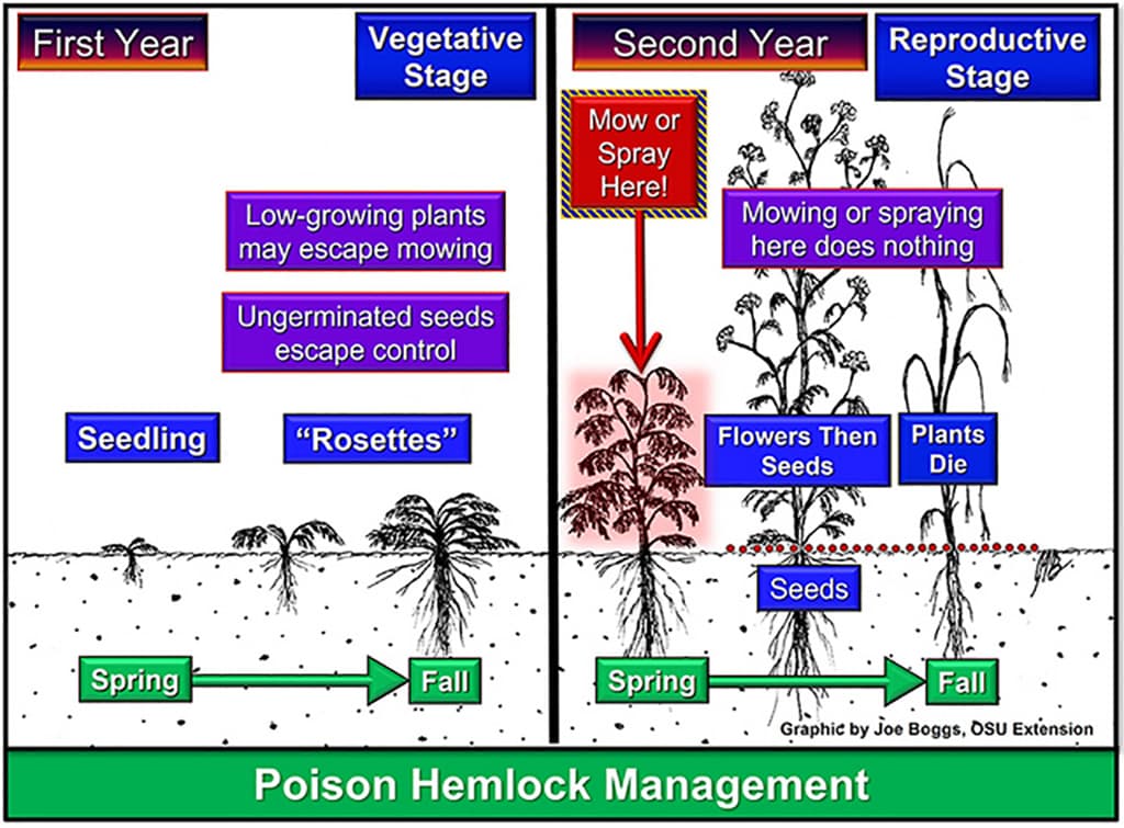 Poison hemlock blooms across Vinton County, educator warns of danger