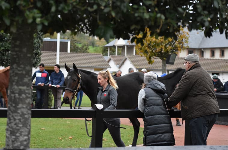Arqana February Mixed Sale opens in Deauville with breeding stock showcase