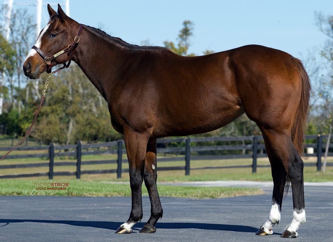 Faith Understood Leads Steady Inglis Digital USA March Sale at $80,000