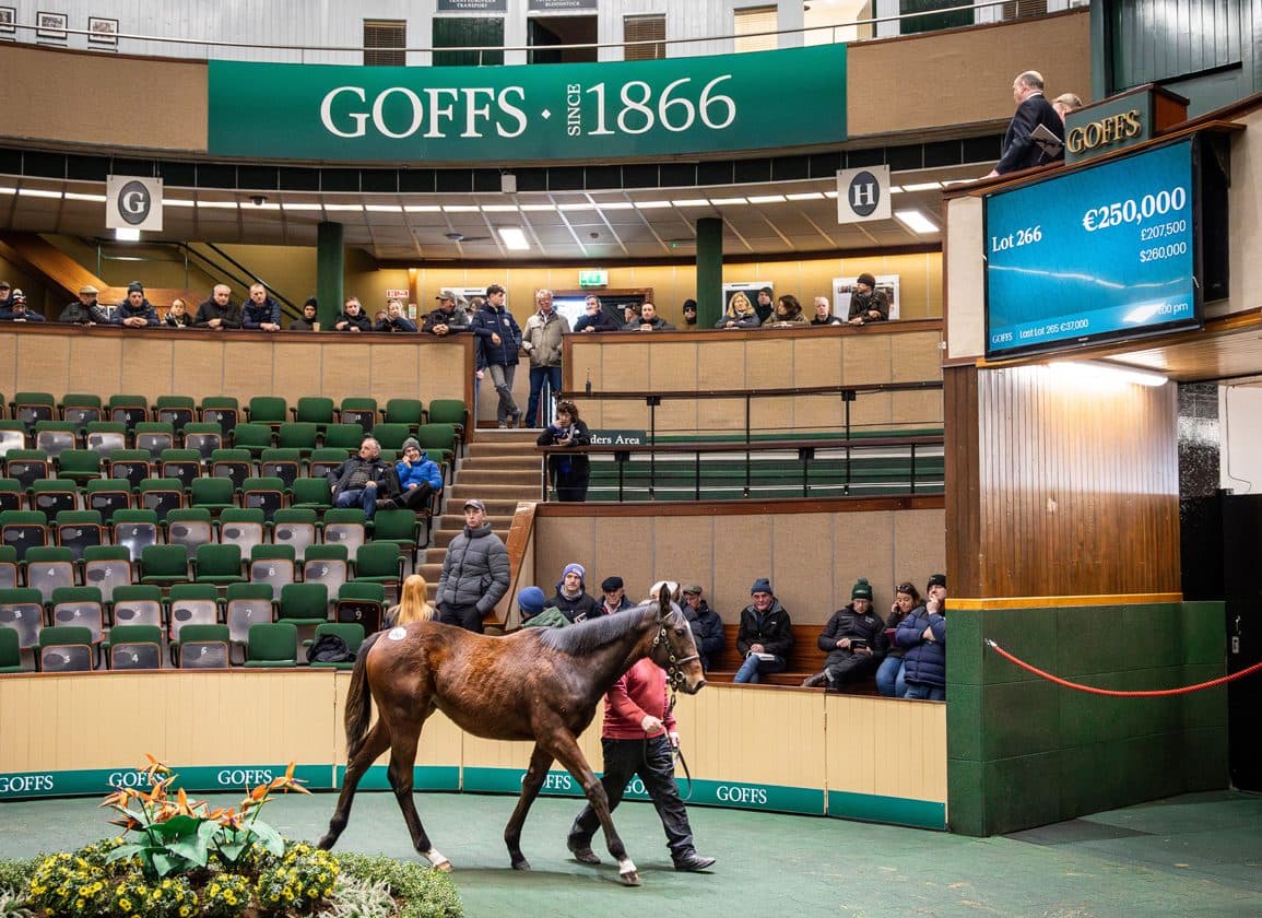 Goffs Opens 2026 February Sale with 416 Lots and Inaugural Point-to-Point