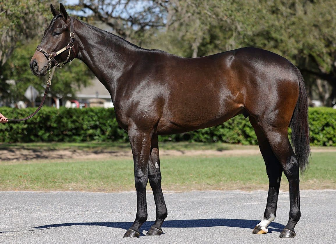 Practical evidence-based guide to preparing 2-year-olds for Kentucky Derby and Oaks