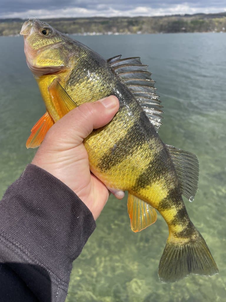 Illegal yellow perch found in Island Park Reservoir threatens trout fishery