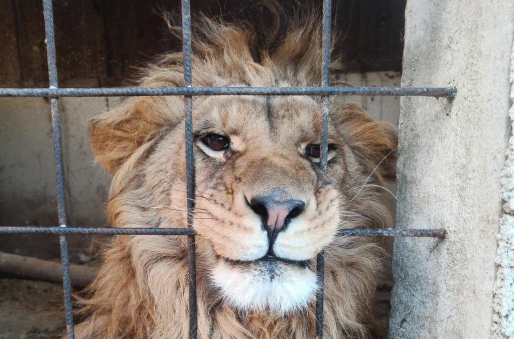Global Sting Rescues Nearly 30,000 Trafficked Live Animals, Authorities Say