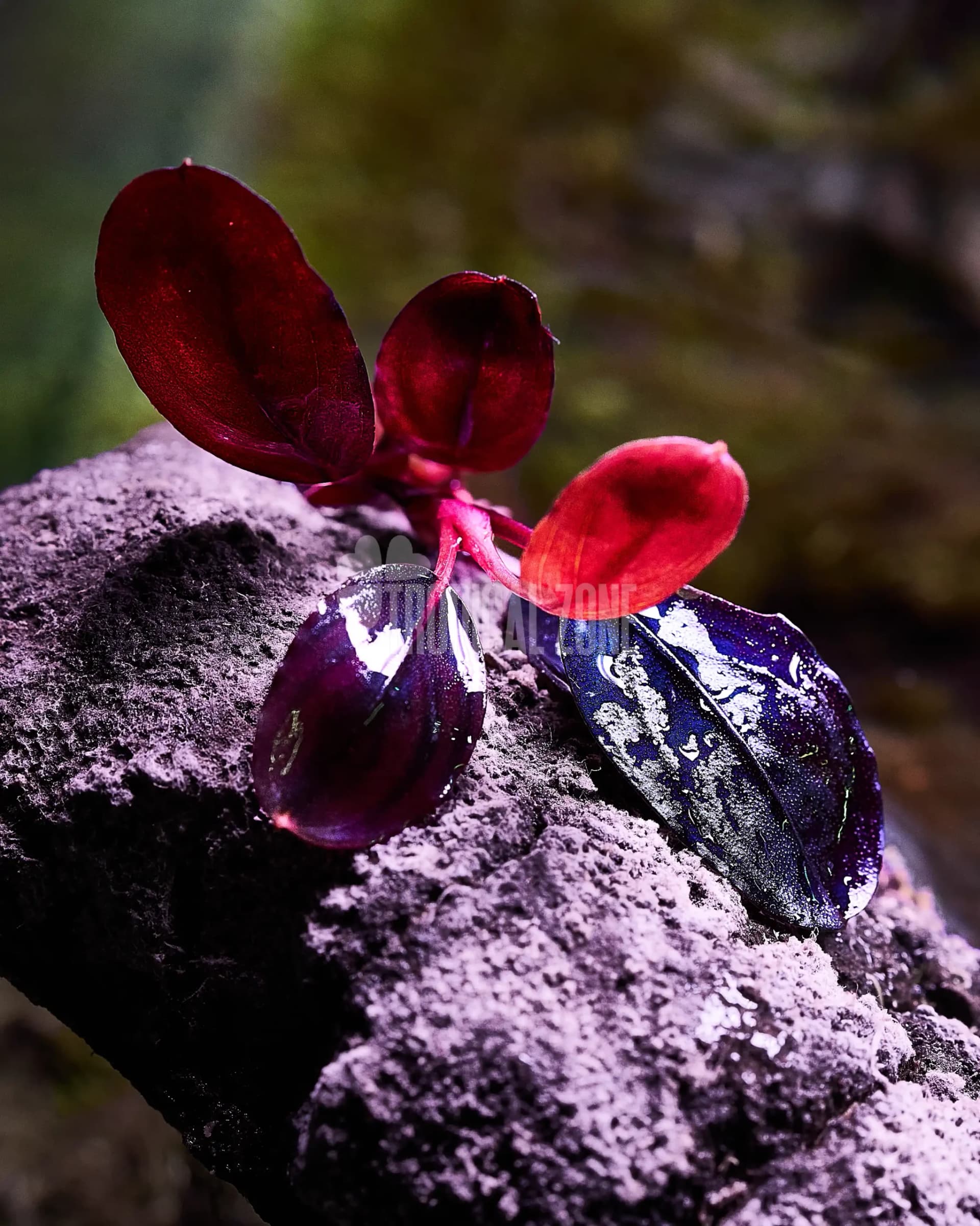 Bucephalandra goes mainstream in India’s aquascaping scene