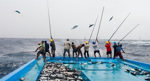Maldives Tuna Exports Plunge 48 Percent in Q1 2026, MMA Reports