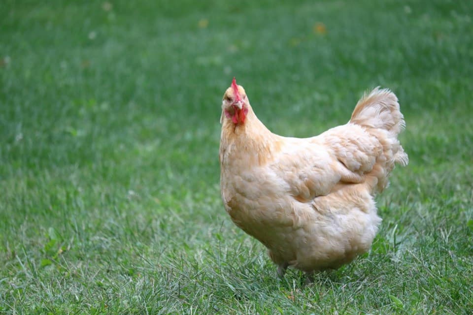 Airdrie backyard hen permit appeal set for July 30, 2026
