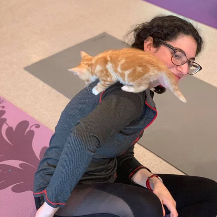 Kitten yoga class in Pittston raises funds for local cat rescue