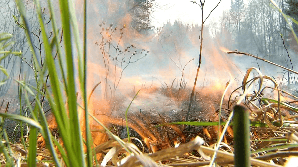 Duluth plans controlled burns at park sites to curb weeds, boost natives