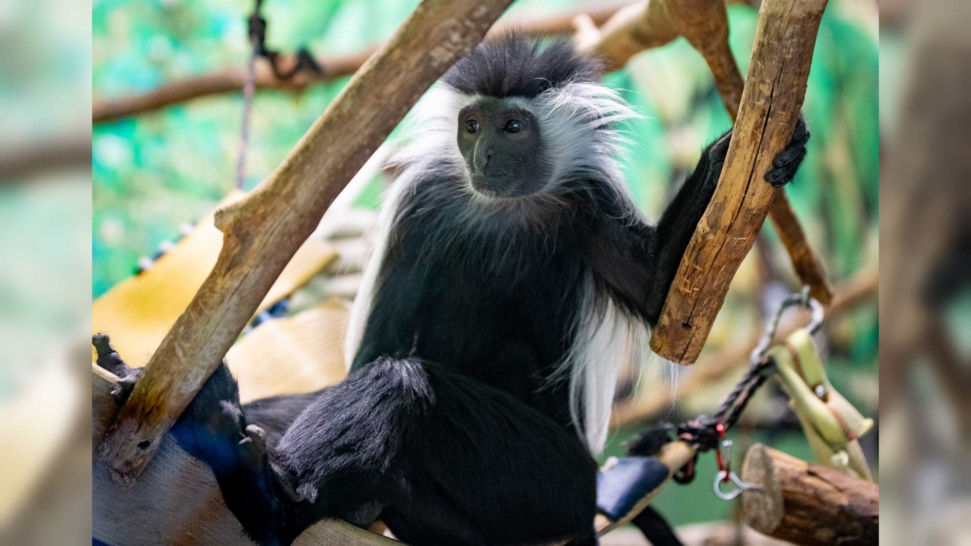 Lake Superior Zoo Euthanizes Angolan Colobus Monkey After Heart Failure Worsens