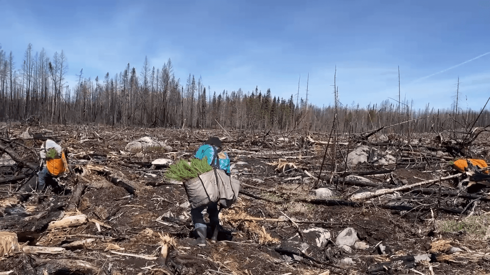 Thousands of seedlings planted to restore St. Louis County wildfire burns